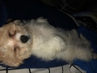 Small Photo #2 Cavachon Puppy For Sale in CHICAGO, IL, USA