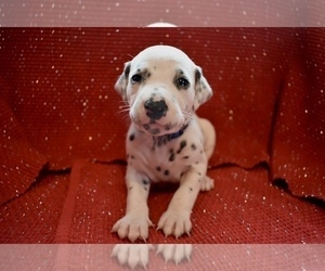Dalmatian Puppy for sale in HUNTINGTON, AR, USA