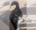 Small #3 Huskies  Mix