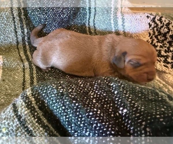 Medium Photo #4 Dachshund Puppy For Sale in DOTHAN, AL, USA