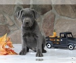 Small Photo #1 Cane Corso Puppy For Sale in FREDERICKSBURG, OH, USA