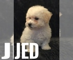 Puppy 4 Bichpoo