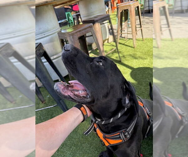 Medium Photo #12 Mastador Puppy For Sale in Lake Forest, CA, USA