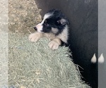 Small Photo #11 Border Collie Puppy For Sale in BLANCO, TX, USA
