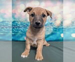 Small #2 Labrador Retriever Mix