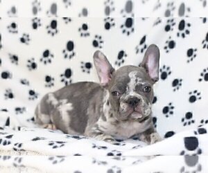 French Bulldog Puppy for sale in ATL, GA, USA