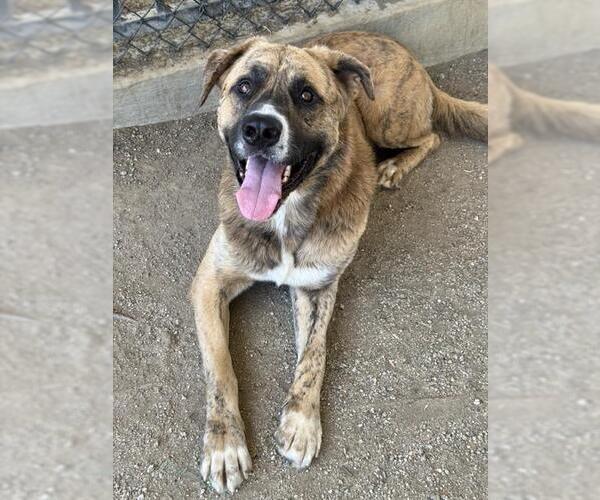 Medium Photo #2 Mastiff-Unknown Mix Puppy For Sale in Riverside, CA, USA