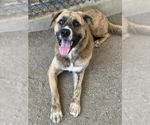 GIO - Male Mastiff-Unknown Mix Dog for Adoption - Photo #2