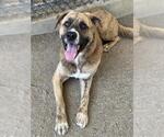 Small Photo #2 Mastiff-Unknown Mix Puppy For Sale in Riverside, CA, USA