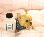 Small #3 French Bulldog