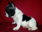 Small Photo #10 French Bulldog Puppy For Sale in PHILA, PA, USA