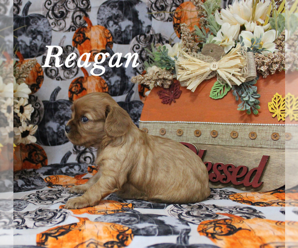Medium Photo #4 Cavalier King Charles Spaniel Puppy For Sale in CHANUTE, KS, USA