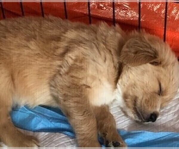 Medium Photo #2 Golden Retriever Puppy For Sale in ORLAND PARK, IL, USA