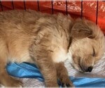 Small Photo #2 Golden Retriever Puppy For Sale in ORLAND PARK, IL, USA