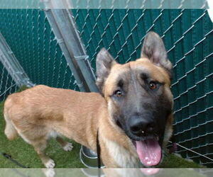 Anatolian Shepherd-German Shepherd Dog Mix Dogs for adoption in Downey, CA, USA