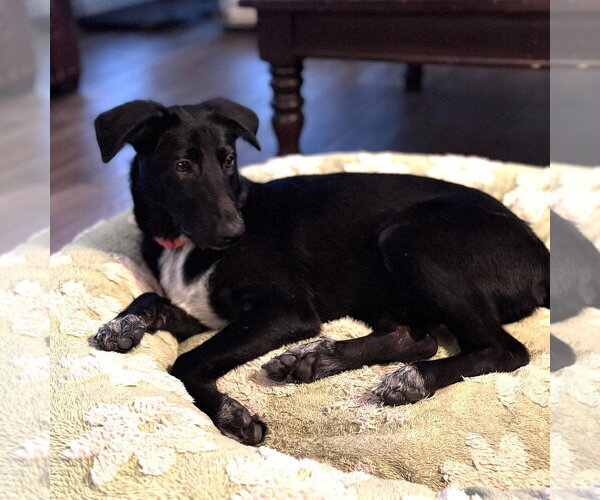 Medium Photo #4 Borador Puppy For Sale in HOUSTON, TX, USA