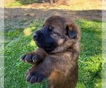 Small Photo #28 German Shepherd Dog Puppy For Sale in MARIPOSA, CA, USA