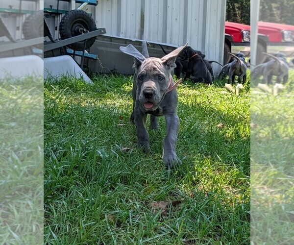 Medium Photo #17 Great Dane Puppy For Sale in WALNUT GROVE, MO, USA