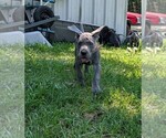 Small #16 Great Dane