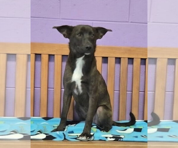 Medium Photo #2 Labrador Retriever-Unknown Mix Puppy For Sale in Genesee, WI, USA