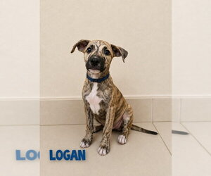 Mutt Dogs for adoption in St. Augustine, FL, USA