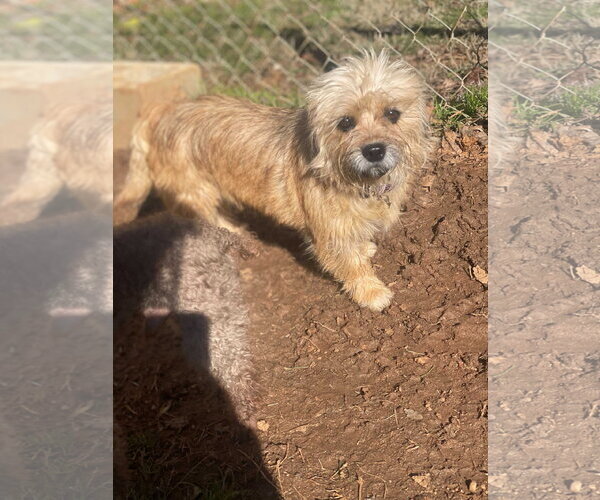 Medium Photo #7 Shih Tzu Puppy For Sale in Pacolet, SC, USA