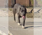 Small #1 Mutt