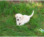 Image preview for Ad Listing. Nickname: Roman