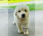 Puppy Glacier Great Pyrenees