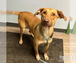 Small #3 Labrador Retriever Mix