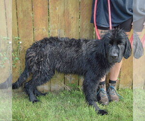 Tank - Male Mutt Dog for Adoption - Photo #2
