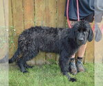 Small Photo #2 Mutt Puppy For Sale in Huntley, IL, USA