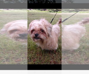 Shih Tzu-Unknown Mix Dogs for adoption in Muskegon, MI, USA