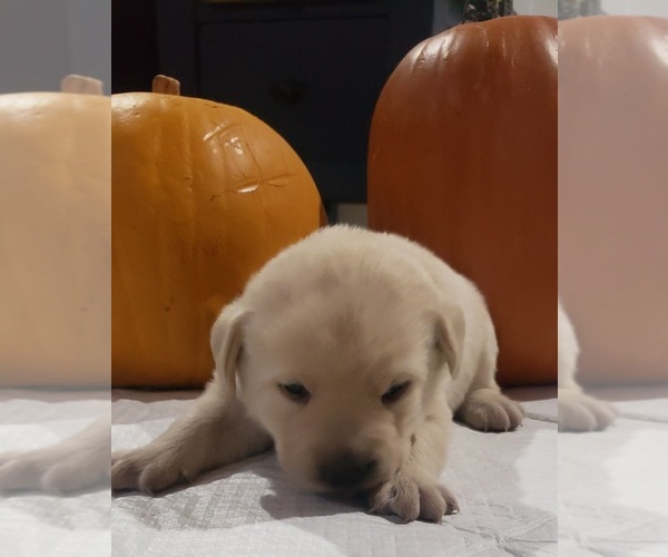 Medium Photo #27 Labrador Retriever Puppy For Sale in OLYMPIA, WA, USA