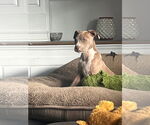 Small #3 American Pit Bull Terrier Mix