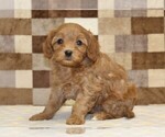 Small #3 Cavapoo (Miniature)