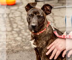 Small #2 Black Mouth Cur Mix