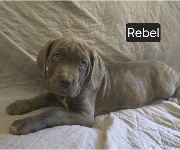 Medium Photo #14 Cane Corso Puppy For Sale in MINERAL WELLS, WV, USA