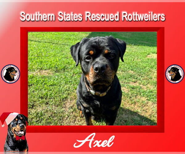 Medium Photo #3 Rottweiler Puppy For Sale in White Hall, AR, USA