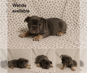 French Bulldog Puppy for sale in MANCHESTER, MI, USA