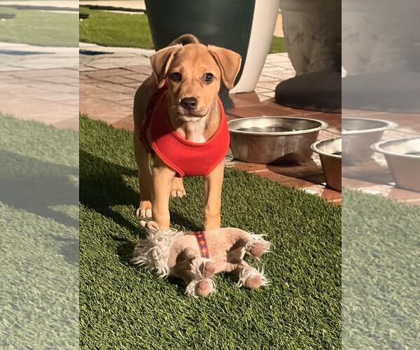 Medium Photo #2 Beagle-Unknown Mix Puppy For Sale in Escondido, CA, USA