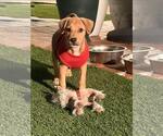 Small Photo #2 Beagle-Unknown Mix Puppy For Sale in Escondido, CA, USA