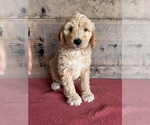 Small #11 Goldendoodle (Miniature)