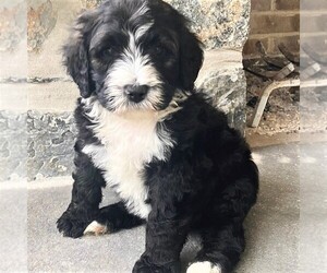 Bernedoodle Puppy for sale in CONESTOGA, PA, USA