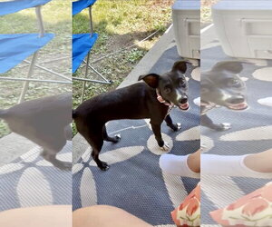Chihuahua-Unknown Mix Dogs for adoption in Virginia Beach, VA, USA