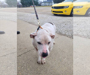 Mutt Dogs for adoption in Linton, IN, USA