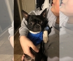 Small Photo #17 Boston Terrier Puppy For Sale in NEW PORT RICHEY, FL, USA