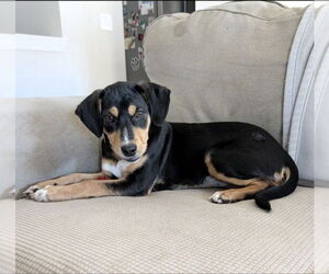 Beagle-Unknown Mix Dogs for adoption in House Springs, MO, USA