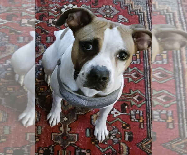 Medium Photo #2 Labbe Puppy For Sale in Monkton, MD, USA