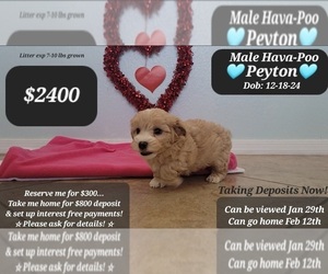 Poovanese Puppy for sale in TUCSON, AZ, USA